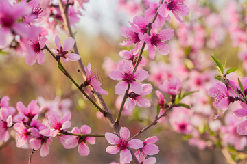In spring, the peach trees and beautiful peach blossoms in the peach garden bloom one after another