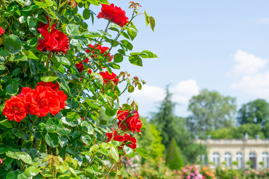 Rose bloom in the parc de Bagatelle