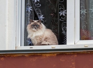 A fat cat is sitting in the window