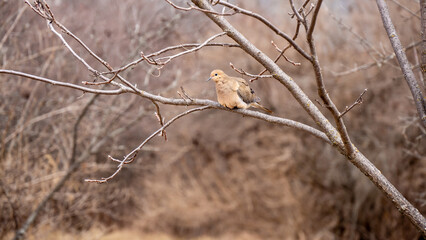 Close-up of a mourning dove perched on a tree branch on a warm spring day in march with blurred bare trees and dried grass in the background.