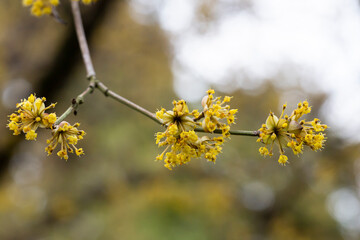 close-up of a branch with yellow flowers of the European dogwood Cornus mas in early spring, selective focus. Dogwood cherry, European dogwood or dogwood cherry, spring flower background