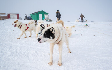 Sled dogs in Sisimiut, Greenland in winter