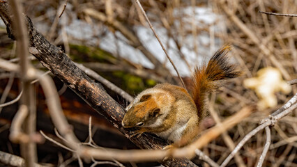 Close-up of a red squirrel climbing on a tree branch in the forest on a warm day in march with a blurred background.