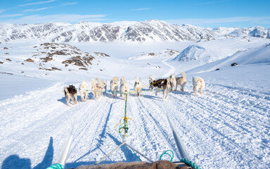 Dog sledding on sunny day in Greenland - obrazy, fototapety, plakaty