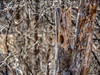 Fototapeta premium Close-up of a woodpecker hole in the side of an old dead tree on a warm sunny april afternoon with blurred bare trees in the background.