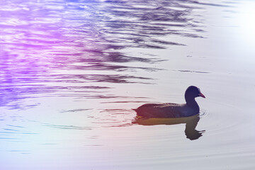 オオバンという水鳥が池で泳いでいる風景