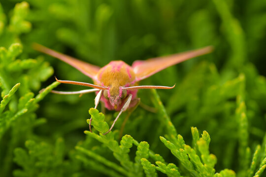 Zmrocznik pazik (Deilephila porcellus)	