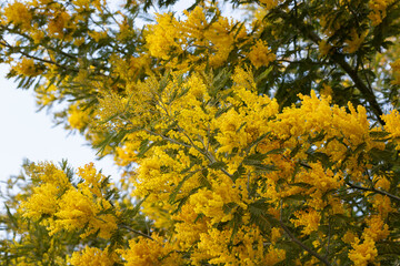 Flowering mimosa tree against blue sky. Mimosa blooms background. Selective focus. flowery branch of mimosa is offered to women on March 8th for the International Women's Day.