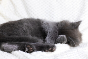 A cute gray Maine Coon kitten sleeps on a beige blanket, curled up in a ball. Adorable pets.