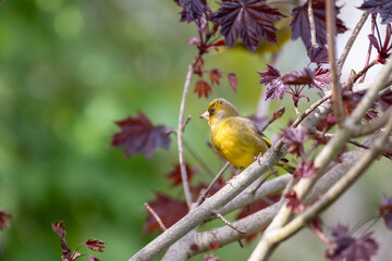 Oiseau jaune Verdier d'Europe sur arbre avec feuilles et bourgeons de printemps