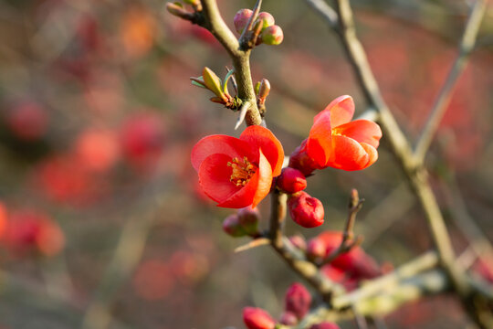 Chaenomeles japonica red tree flowers, Maule's quince, Gutuiul japonez, outdoor close up.