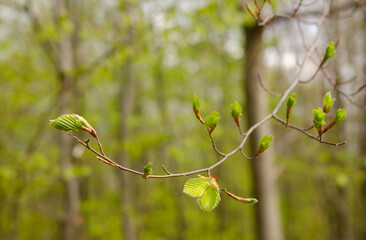 buds on tree - 501333312