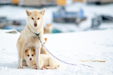 Greenland dog with puppies