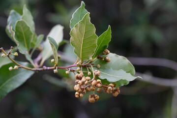 Bay leaf Laurus nobilis and buds on an evergreen tree of the laurel family on a blurred background