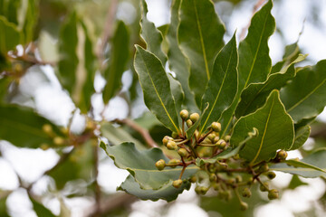 Tropical herb tree - Bay Leaf, the herbal rich of aroma use as ingredient in many foods