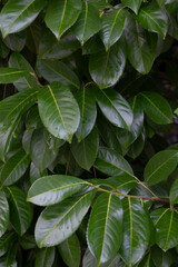 Green shrub pittosporum tobira leaves useful as a background or texture. Young large leaves of dark green color.