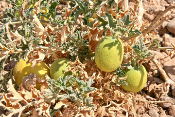 Nara melons, Namibia