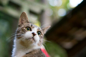 日本の神社に暮らす可愛らしい表情の野良猫