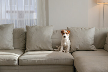Fototapeta na wymiar Wire haired Jack Russell Terrier puppy on the beige textile couch looking at the camera. Small rough coated doggy with funny fur stains sitting on the sofa at home. Close up, copy space, background