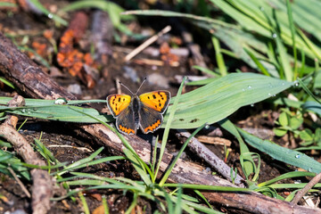 Kleiner Feuerfalter  Lycaena phlaeas.