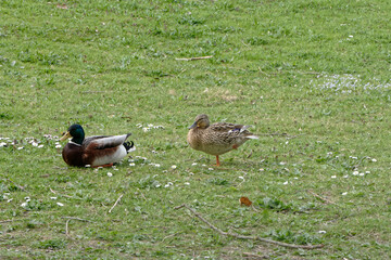 couple de canard colvert