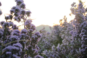 lavender flowers in the garden