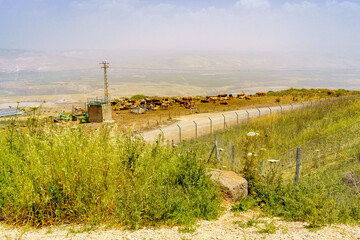 Cows and landscape of the lower Jordan River valley