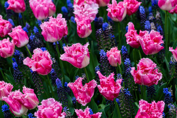 pink tulips and blue flowers