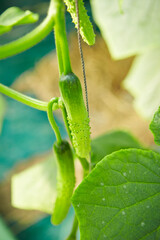 Cucumber close-up in a greenhouse