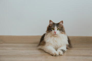 Studio portrait of a siberian cat with green eyes lying on the wooden floor. Fluffy purebred...