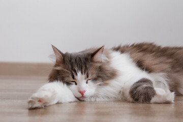 Portrait of a siberian cat with green eyes sleeping on the floor at home. Fluffy purebred...