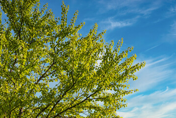 快晴の日に空を見上げると、美しい若葉が目にまぶしい風景