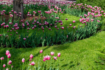 Skwer z kwitnącymi biało różowymi kwiatami, tulipan (tulipa).