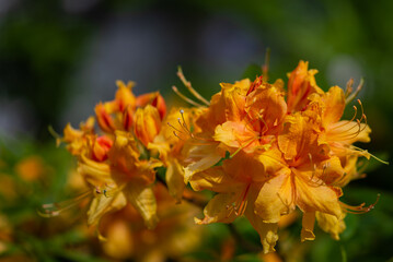 Naklejka na ściany i meble Rozmyte tło, czerwono żółto kwitnący krzew w parku, różanecznik żółty rhododendron luteum.