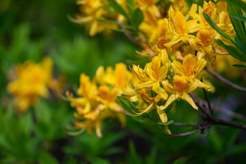 Kwitnący różanecznik żółty (rhododendron luteum), żółte kwiaty na krzewie. - obrazy, fototapety, plakaty
