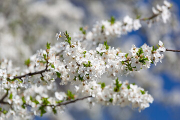 Spring with white blossom apple trees over the blue sky