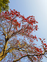 tree with red flowers many with bright blue sky at morning