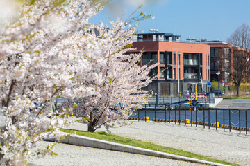 Spring with white blossom apple trees in Gdansk, Poland