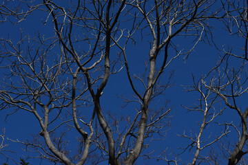 Fototapeta premium The beautiful deep blue color sky with the white birch trees in the early spring day in Sapporo Japan