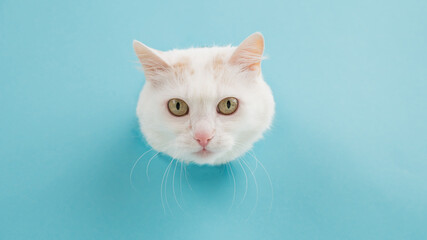 The muzzle of a white fluffy cat peeking out of a hole in a blue background. Copy space. 