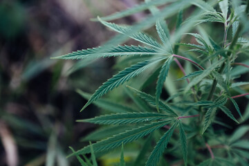 Growing cannabis. Marijuana, hemp green leaves close-up.