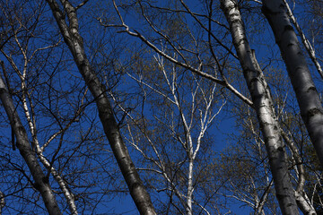 The beautiful white birch trees forest with the deep blue sky behind in Sapporo Japan