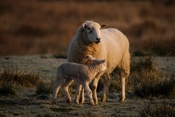 Obraz na płótnie Canvas sheep with lamb