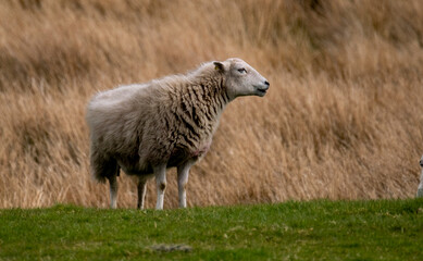 Sheep grass