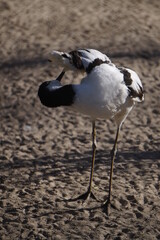 S&auml;belschn&auml;bler