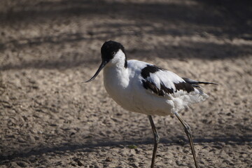 S&auml;belschn&auml;bler