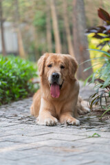 golden retriever lying on the ground