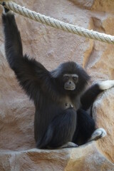 Affe