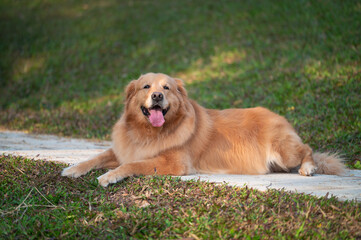 golden retriever lying on grass