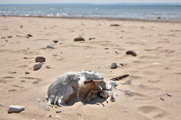Low Angle Wide Shot of Dead Partially Decomposed or Eaten Seagull on the Beach